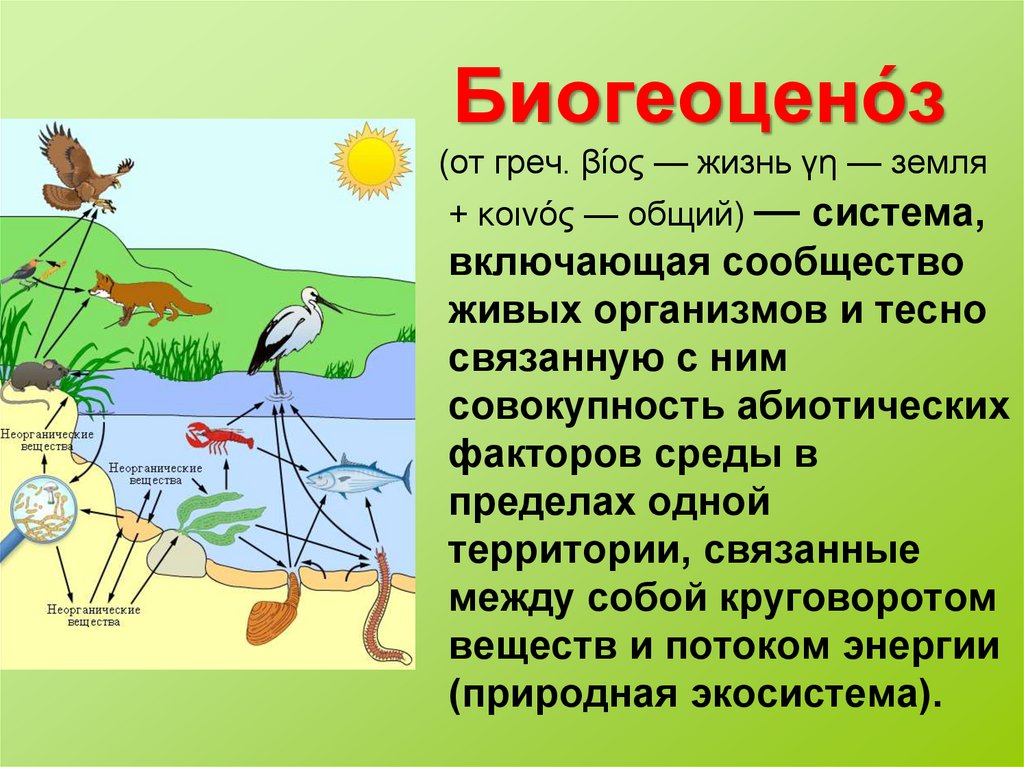 Примером биогеоценоза может служить организм человека