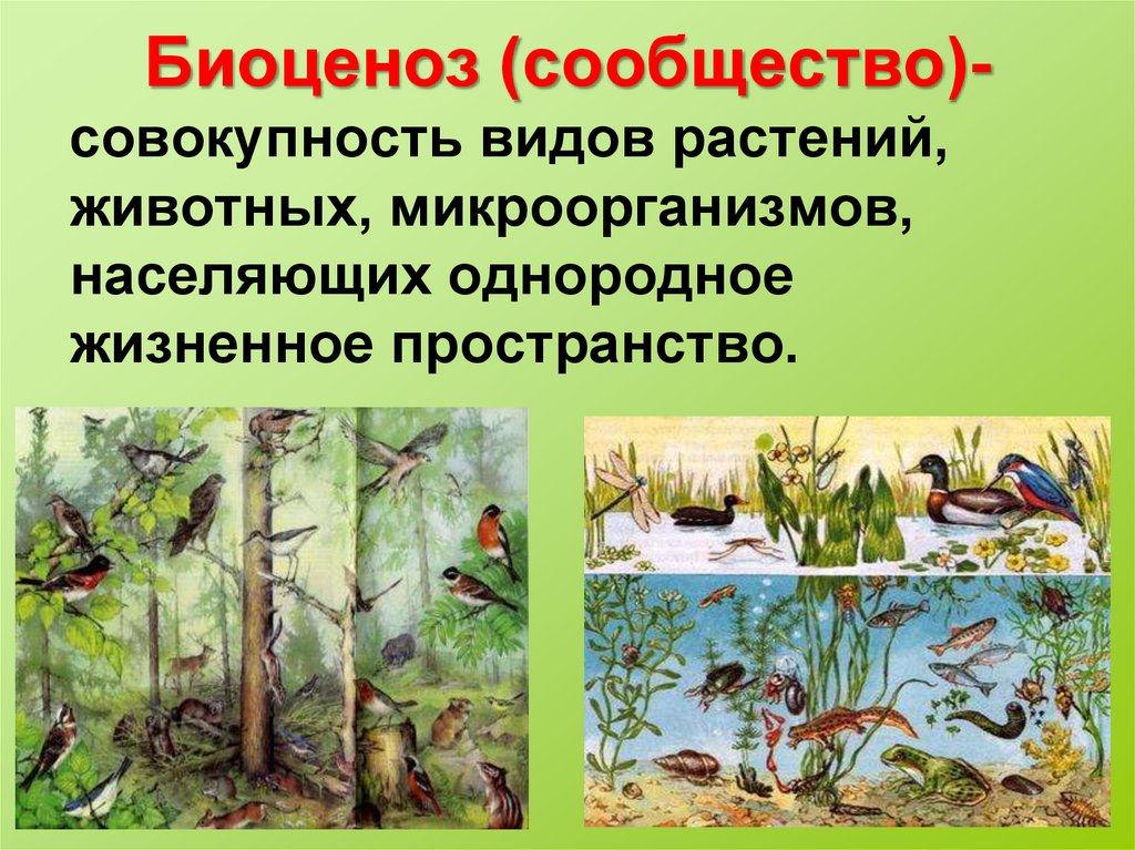 Примеры естественных природных сообществ