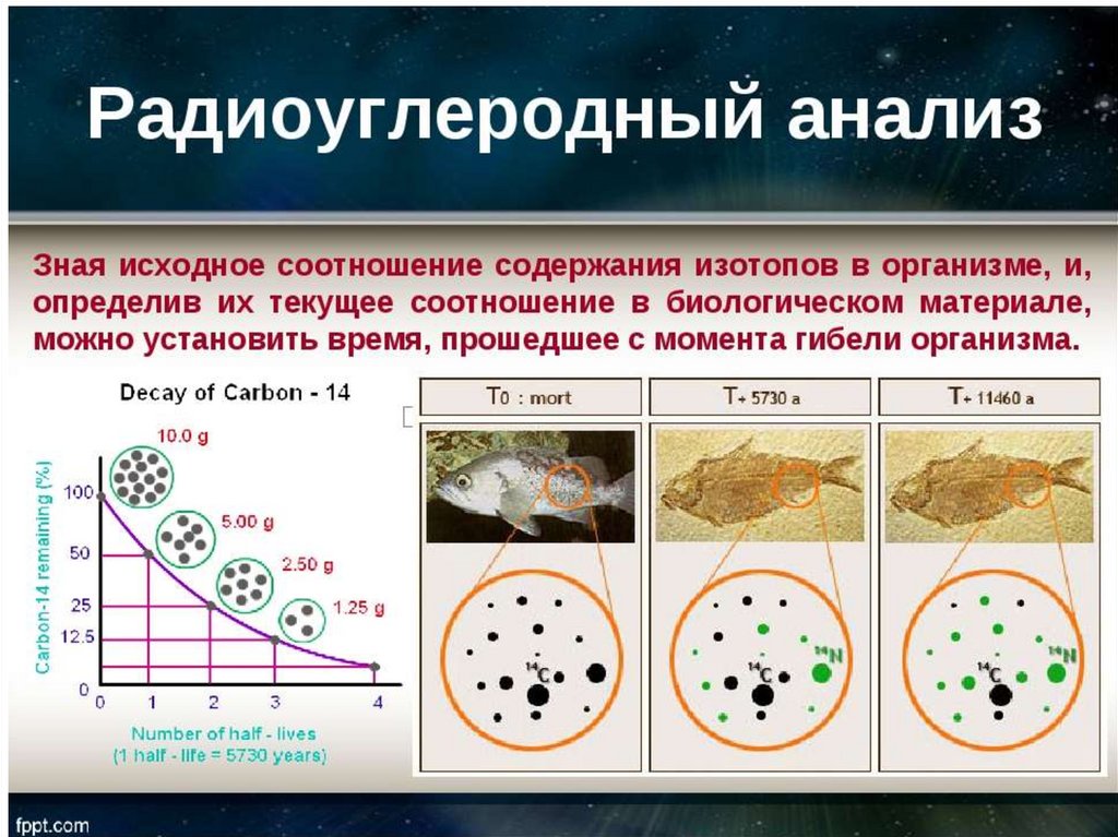 Анализ радиоактивного образца показал что содержание элемента