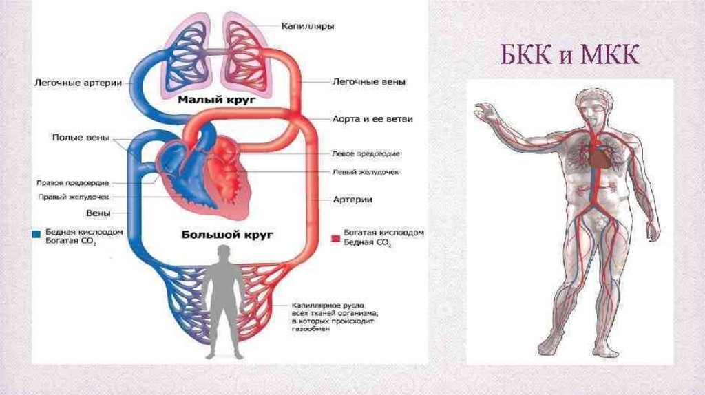 Картинку Малого Круга Кровообращения