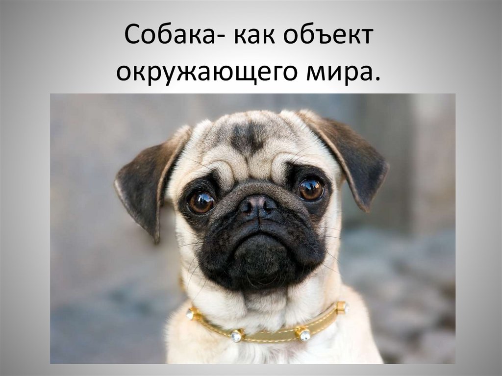 Собака- как объект окружающего мира.