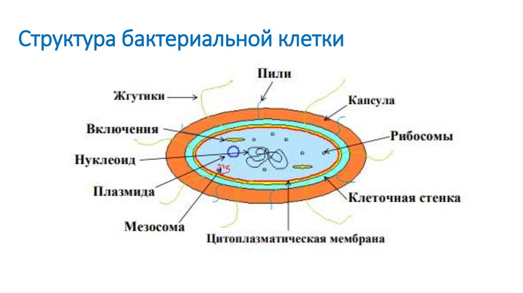 Бактериальная клетка окружена плотной. Рис. 2.2. Строение бактериальной клетки. 2.2.2 Структура бактериальной клетки. Схема строения бактериальной клетки 5 класс биология. Схематичное строение бактериальной клетки.