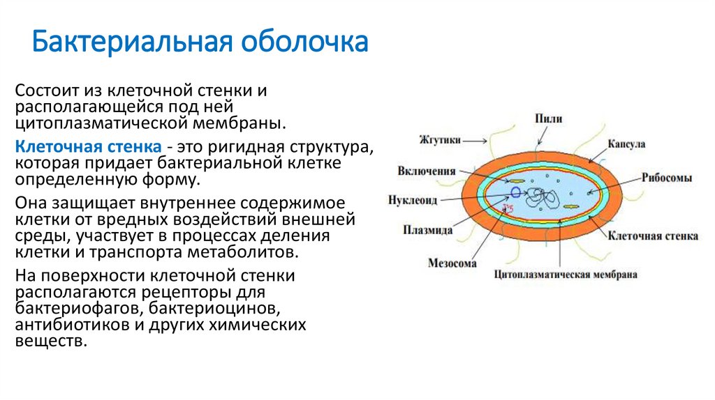 Особенности строения бактериальной клетки 7 класс биология