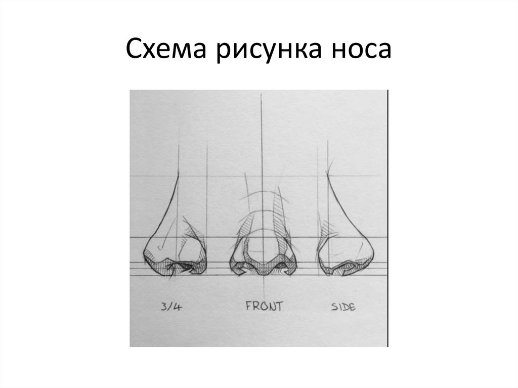 Схема рисование носа