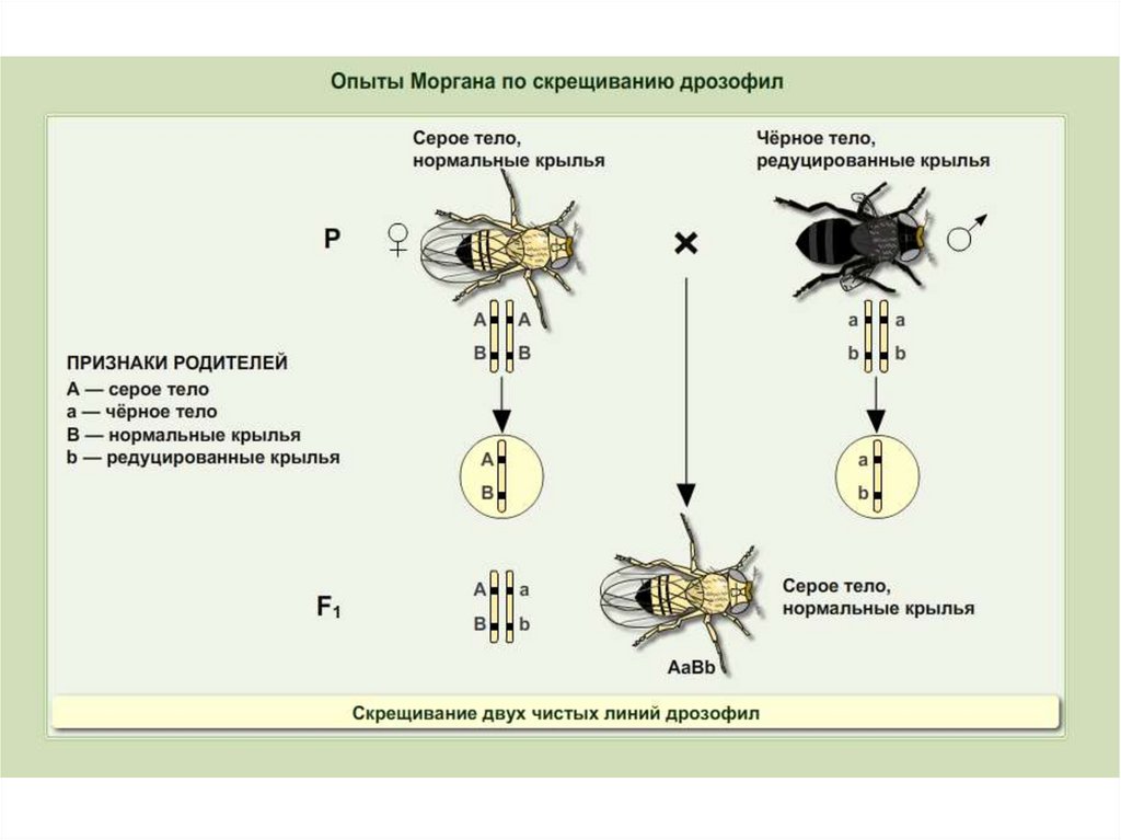 Признаки сцепленные с полом у дрозофилы. Сцепленное наследование генов. Закон Моргана о сцепленном наследовании. Сцепленное скрещивание. Скрещивание сцепленное с полом.