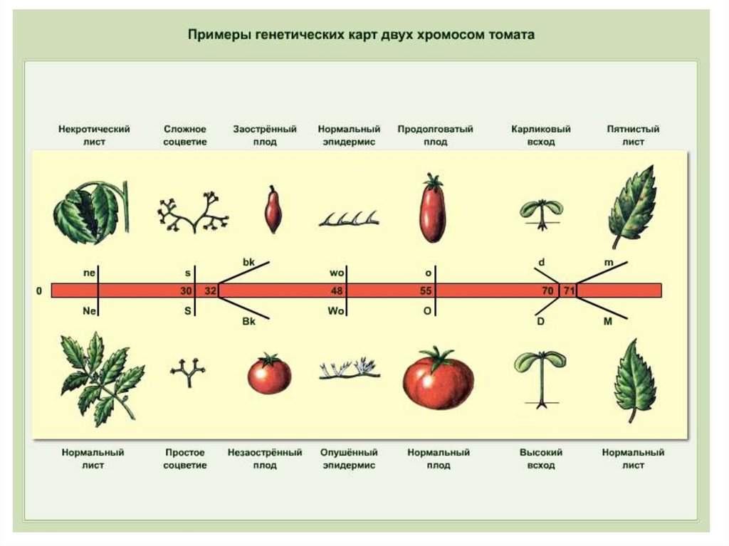 Генетическая карта это