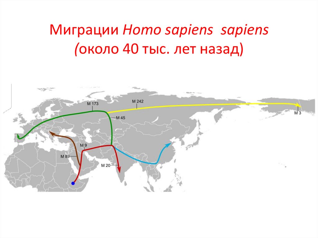 Миграции Homo sapiens  sapiens (около 40 тыс. лет назад)