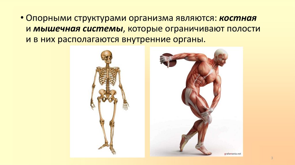 Мышечная система какие органы входят. Костно-мышечная система строение. Функции костно-мышечной системы. Костная система органы входящие в систему. Анатомия костно мышечной системы.