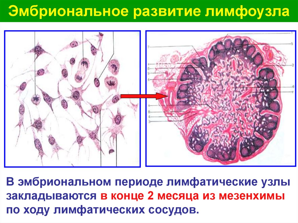 Эмбриональное развитие лимфоузла