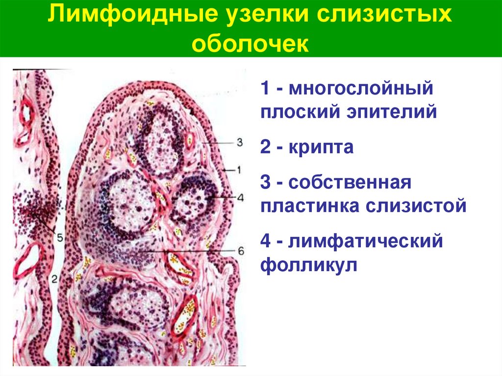 Лимфоидные узелки слизистых оболочек