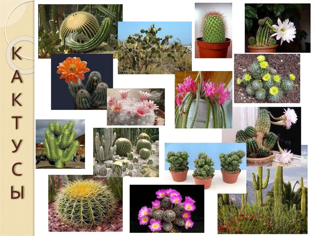 КАКТУСЫ