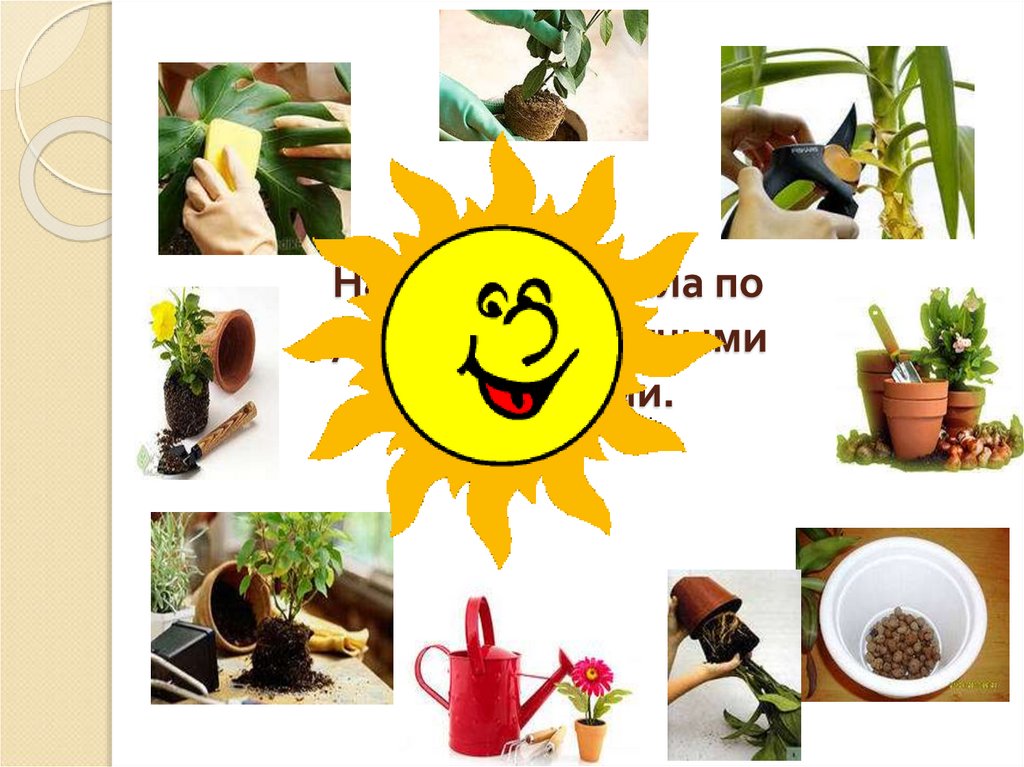 Назовите правила по уходу за комнатными растениями.