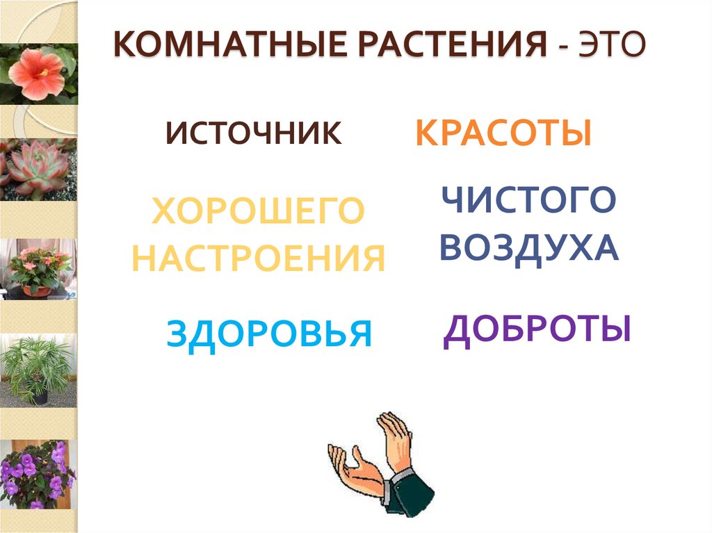 КОМНАТНЫЕ РАСТЕНИЯ - ЭТО