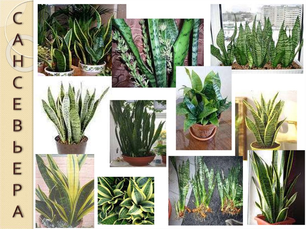 САНСЕВЬЕРА