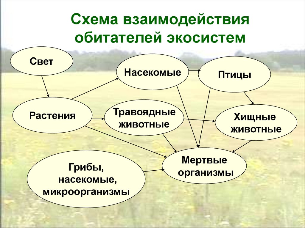 Во всех природных сообществах выделяют. Схема взаимодействия компонентов биогеоценоза. Взаимосвязь организмов схема. Взаимосвязи в экосистеме. Схема взаимодействия обитателей экосистем.