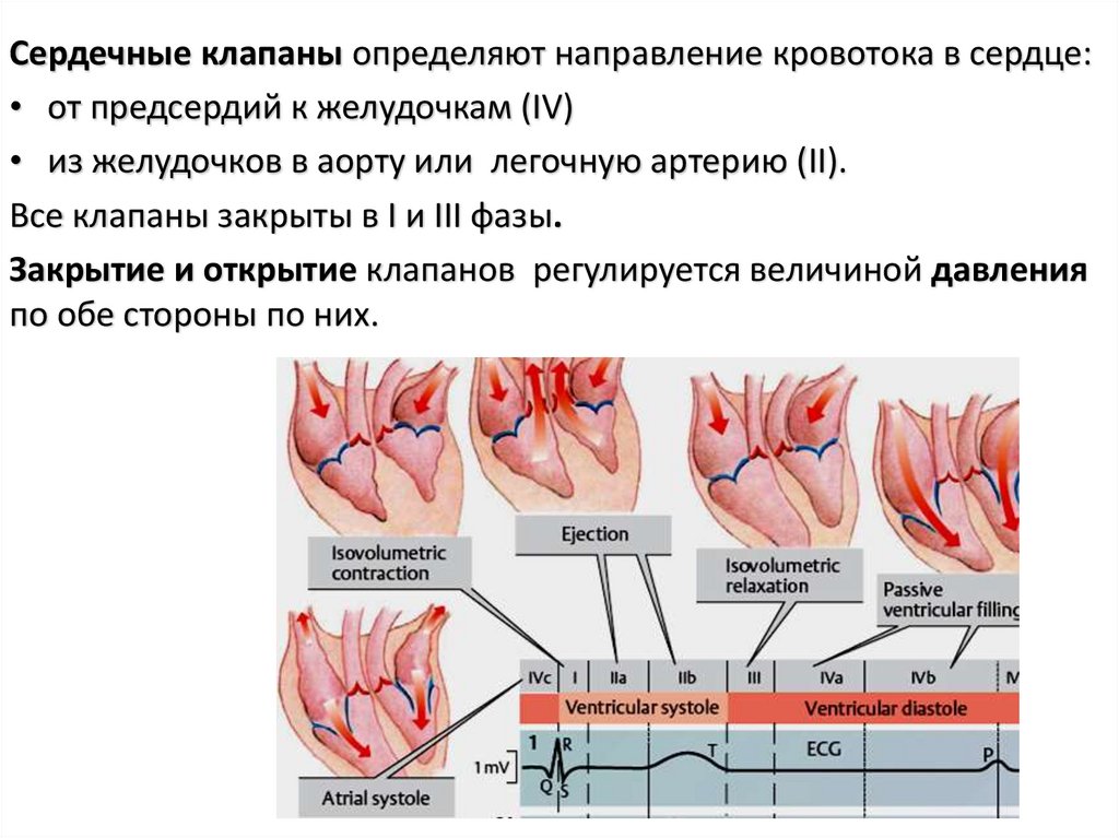 Внутрисердечная гемодинамика. Внутрисердечная гемодинамика в фазах сердечного цикла. Сердечный цикл регуляция работы сердца. Сердечный цикл клапаны. Работа клапанов сердца.