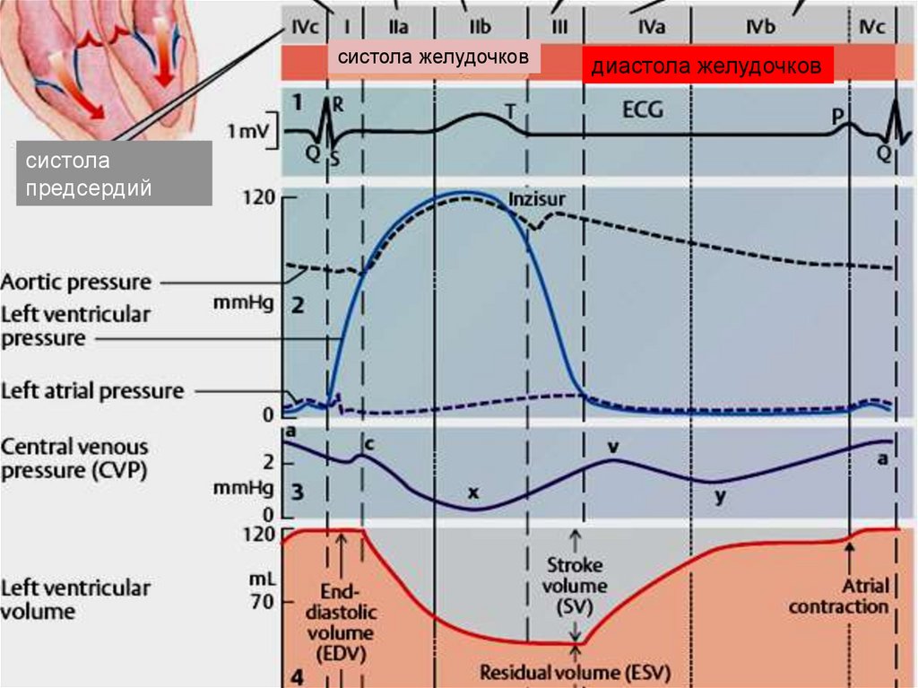 График систолы и диастолы. Внутрисердечная гемодинамика в фазах сердечного цикла. Внутрисердечная гемодинамика в первой фазе. Задачи на систолу и диастолу. Систола левого предсердия