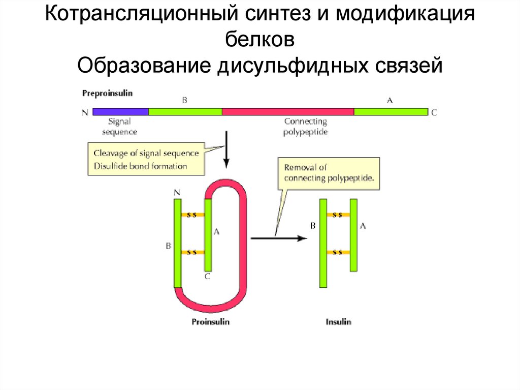 Модификация белков. Где происходит модификация белков. Модификация белковых молекул происходит в. Модификация белков после синтеза. Котрансляционный Синтез белков.