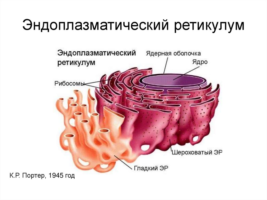 Шероховатая эпс синтез белков. Гладкая эндоплазматическая сеть мембраны. Эндоплазматическая сеть ретикулум. Агранулярная эндоплазматическая сеть. 1. Эндоплазматическая сеть.