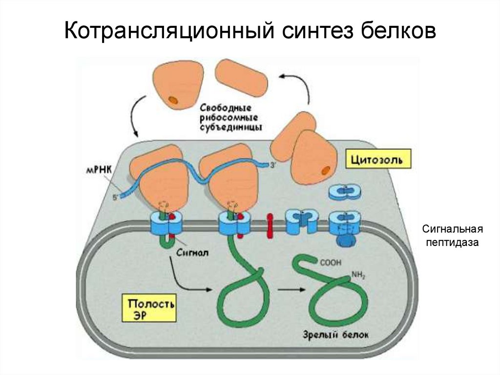 Синтез белков органелла. Котрансляционный Синтез. Котрансляционный Синтез белков. Котрансляционный транспорт белков. Сигнальная пептидаза.