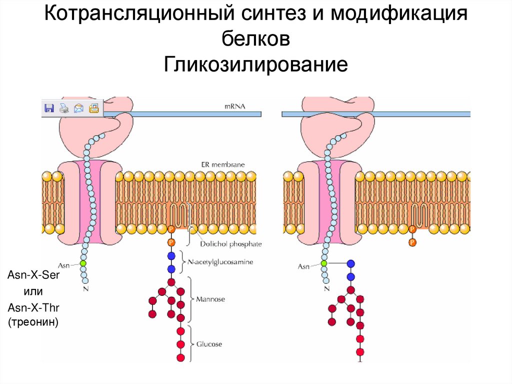 Синтез белков в цитоплазме. Модификация белков. Котрансляционный Синтез белка. Гликозилирование белков. Химическая модификация белков.