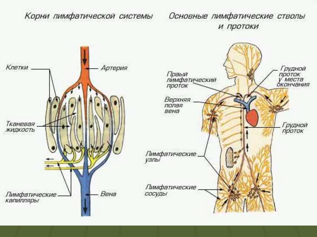 Лимфатическая система важнейшая. Схема строения лимфоидной системы человека. Общее строение лимфатической системы. Строение лимфатической системы человека схема. Строение лимфатической системы человека рисунок.