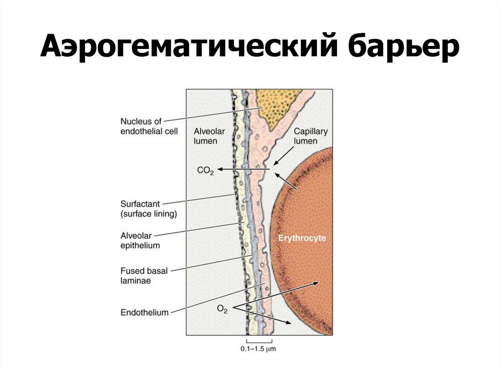 Аэрогематический барьер гистология рисунок