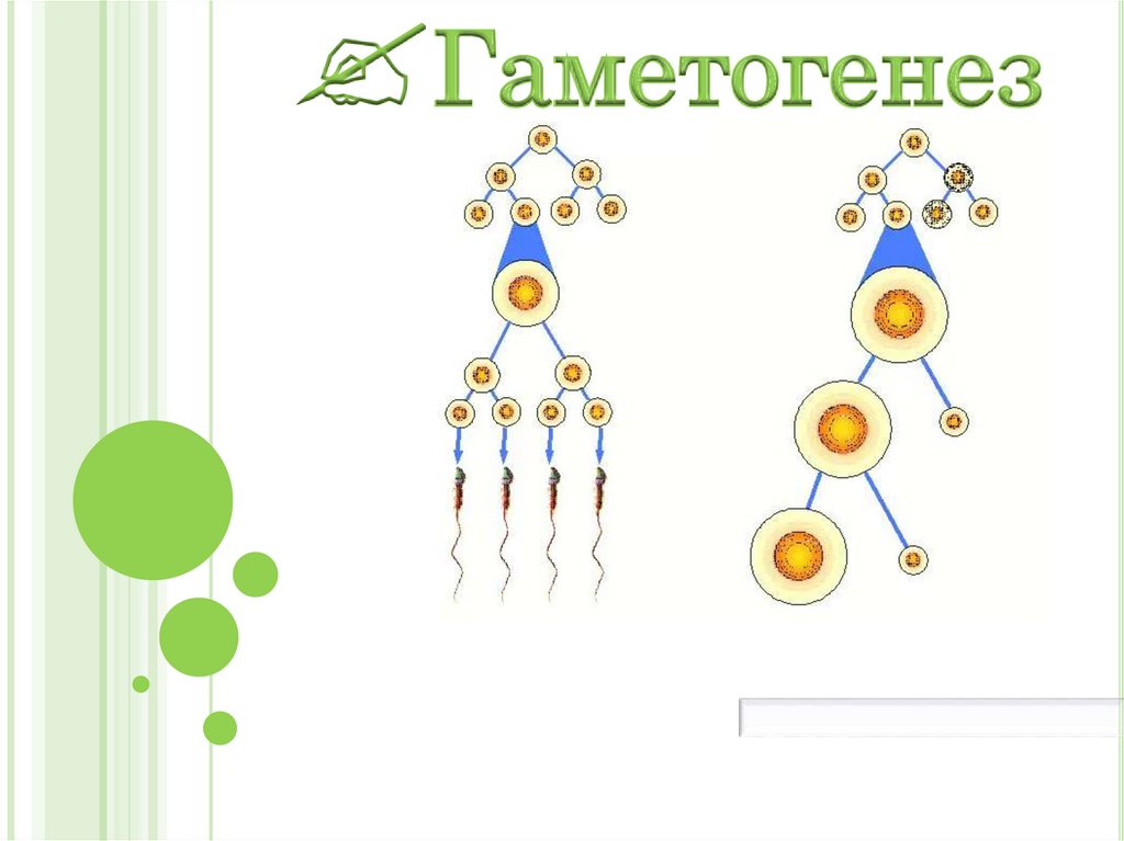 Гаметогенез презентация 10