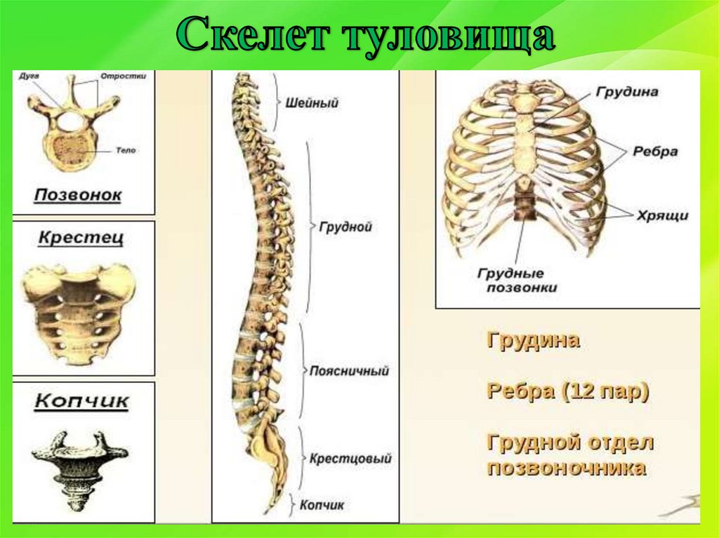 Скелет туловища человека анатомия рисунок с подписями