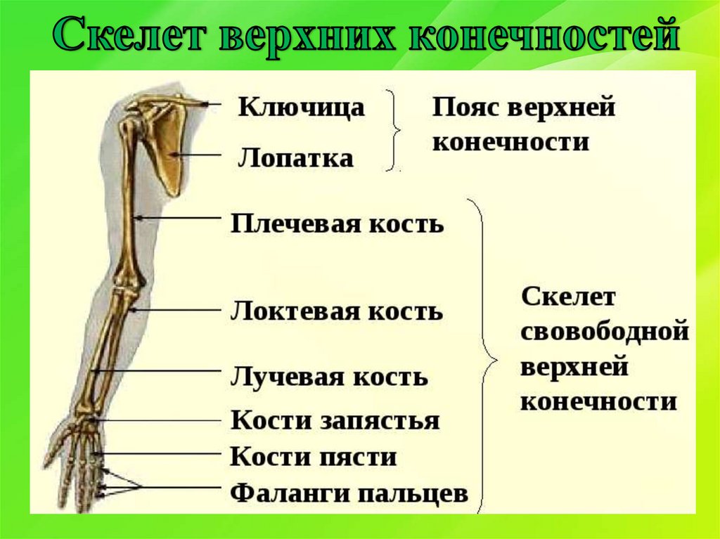 5 кость пояса верхних конечностей. Строение верхней конечности анатомия. Скелет пояса верхних конечностей. Кости составляющие скелет свободной верхней конечности. Скелет верхней конечности пояс верхней конечности.