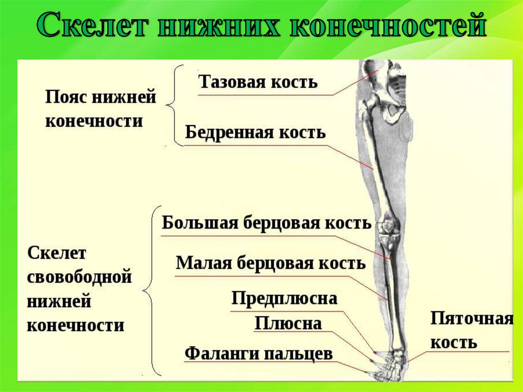 Скелет конечностей включает. Строение скелета нижней конечности анатомия. Кости нижних конечностей человека анатомия. Скелет пояса нижних конечностей строение. Строение скелета нижней конечности (отделы и кости).