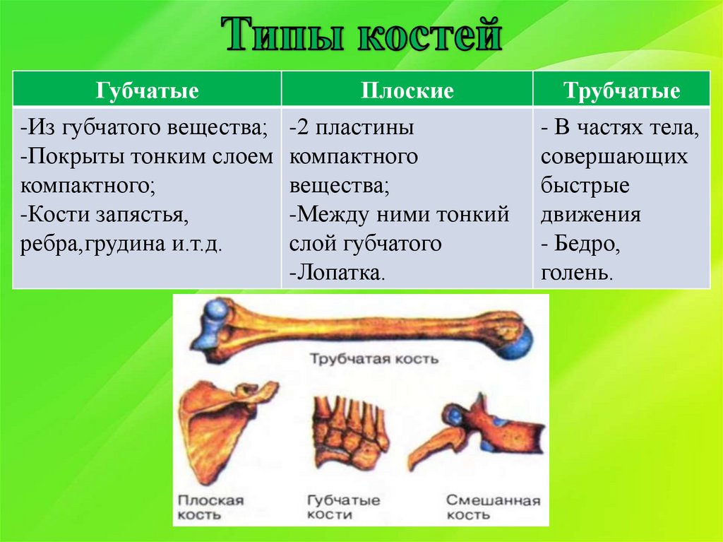 Трубчатые и губчатые кости