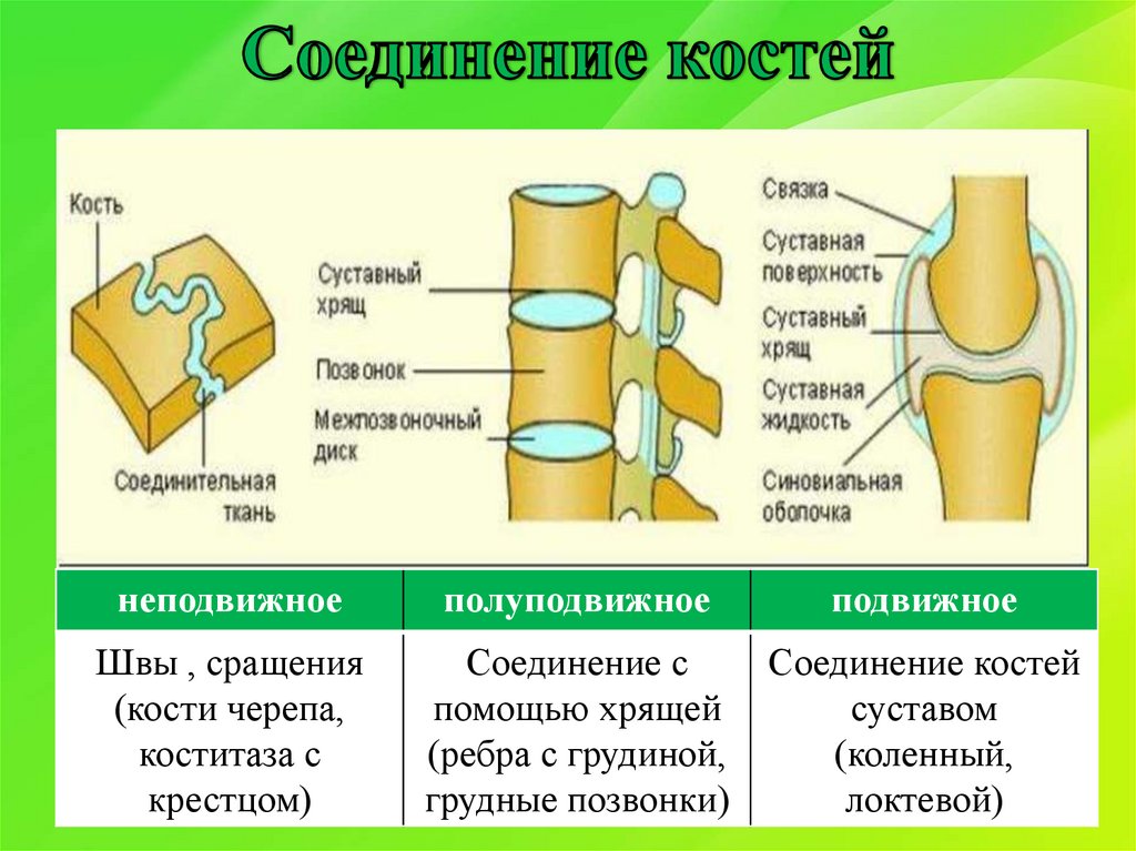 Подвижное соединение суставов. Неподвижные полуподвижные и подвижные соединения костей. Типы соединения костей человека рисунок. Шов это неподвижное соединение костей. Строение подвижного соединения костей.