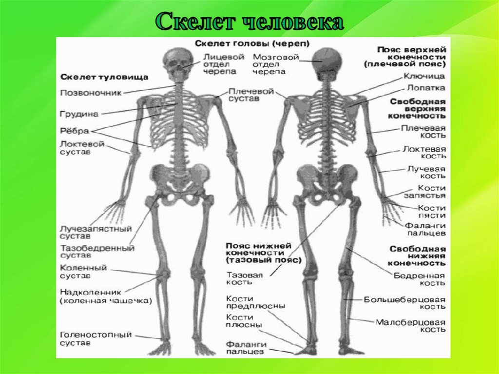 Скелет организации. Скелет человека спереди с названием костей. Строение человека кости скелета. Строение скелета с названием костей.