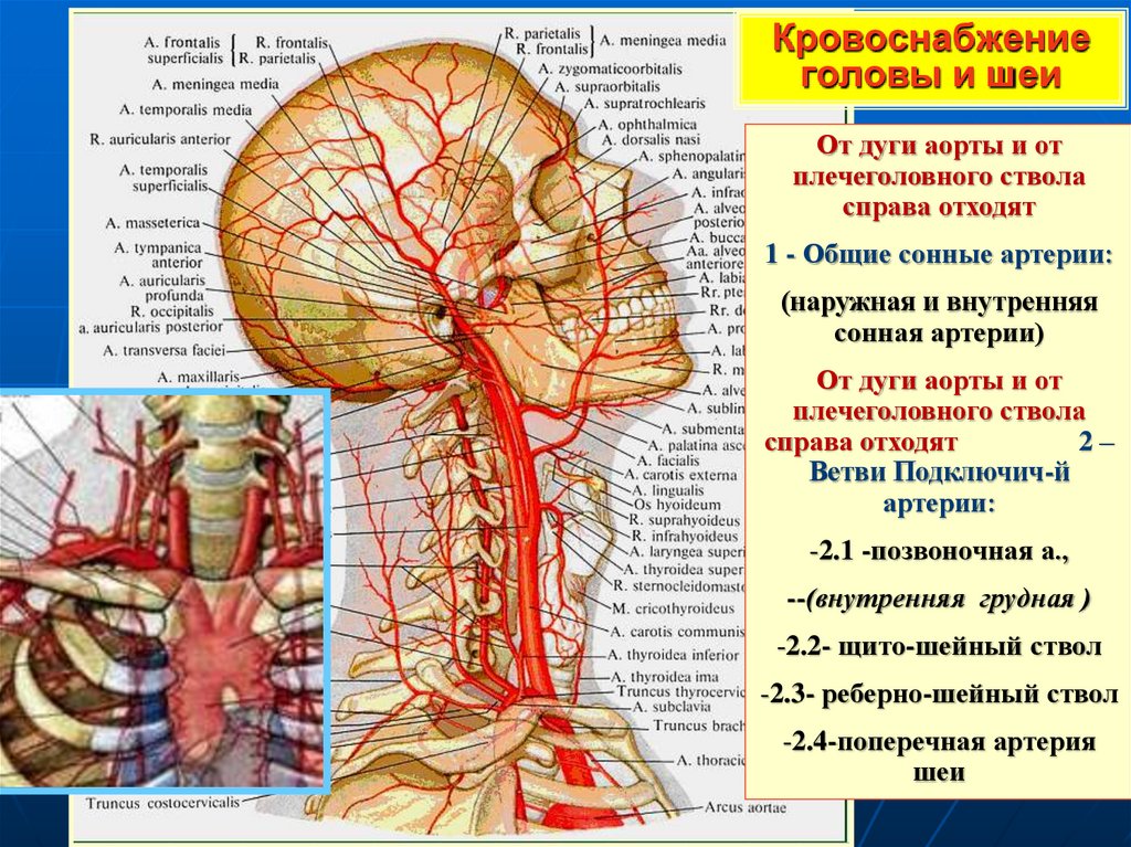 Кровоснабжение головы и шеи схема