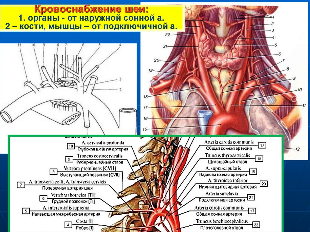 Кровообращение костей. Ветви подключичной артерии анатомия. Подключичная артерия мышцы. Кровоснабжение органов шеи.