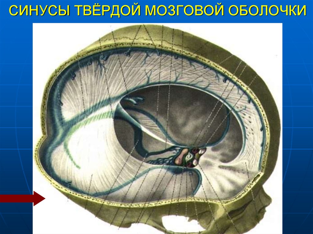 Синусы оболочки головного мозга