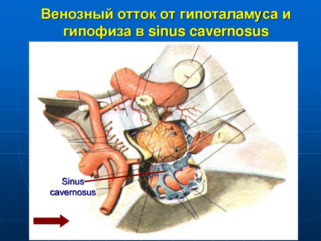 Венозный отток. Органы кровоснабжение и венозный отток. Межсистемные анастомозы головы. Венозный отток среднего уха. Чинча оттоке.