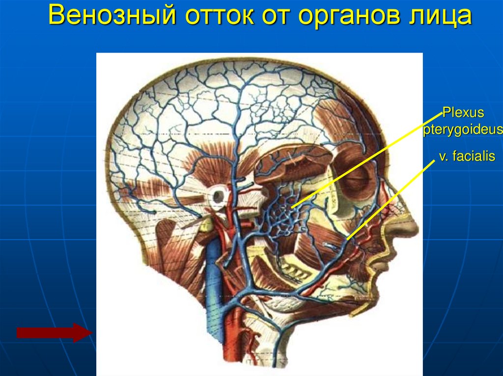 Венозная голова. Венозный отток от лица. Венозный отток от головы. Венозный отток от головного мозга. Крыловидное венозное сплетение.