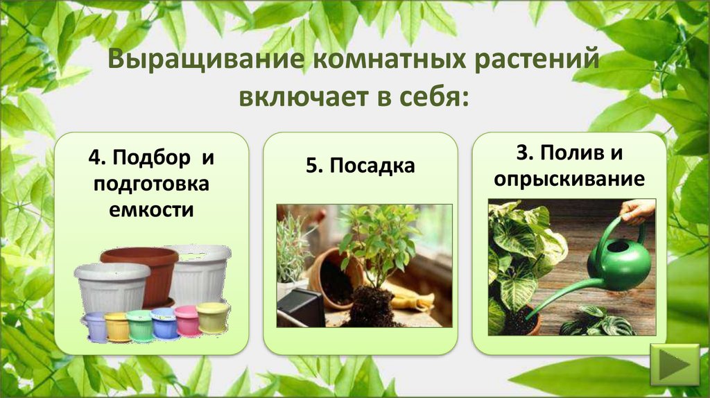 Выращивание комнатных растений включает в себя: