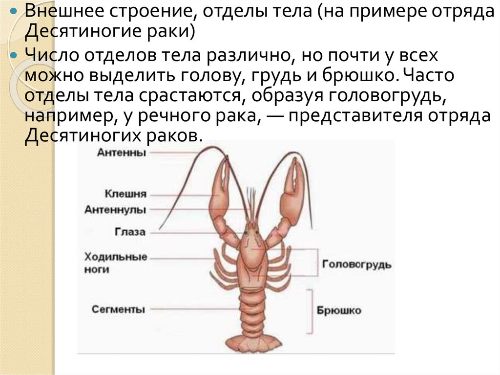 Из каких отделов состоит. Внешнее строение отделы тела. Десятиногие строение. Количество отделов тела. Ракообразные десятиногие отделы тела.