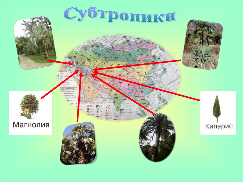 Растительный мир евразии картинки