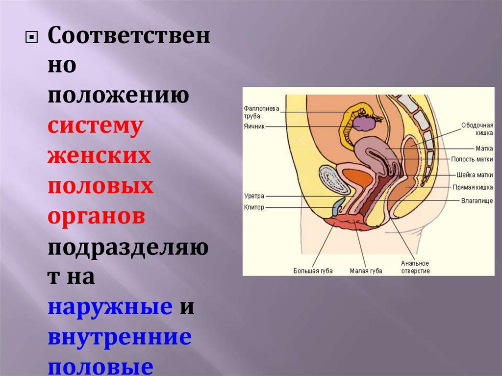 Строение наружных органов женщины. Женская половая система. Наружные женские половые органы. Анатомия женских половых органов. Женские половые органы название.
