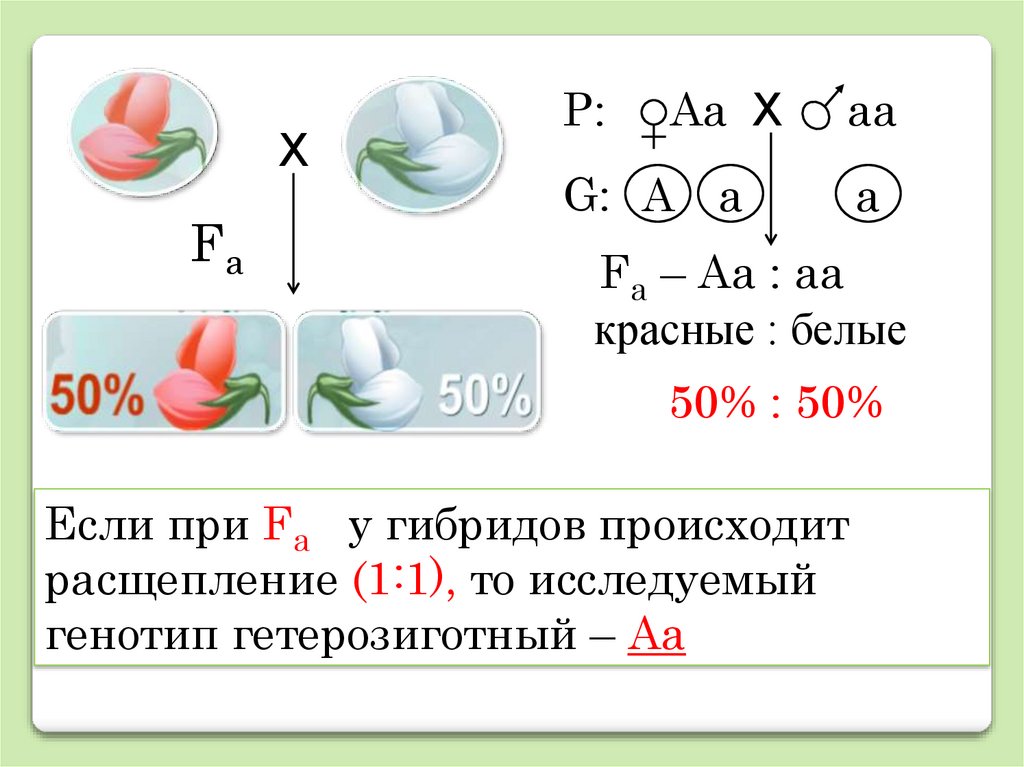 Анализирующее расщепление. Расщепление 1 1. Расщепление 2 к 1. Генотип 1 1 1 1. Расщепление 50 на 50.