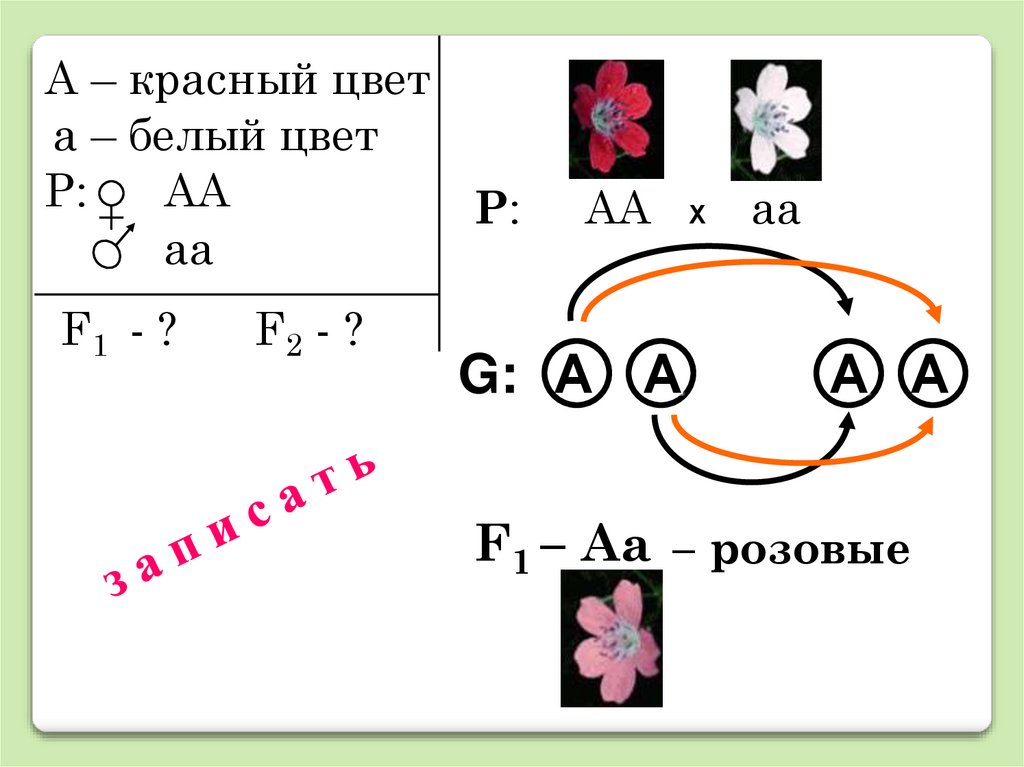 Скрещивание картинок онлайн