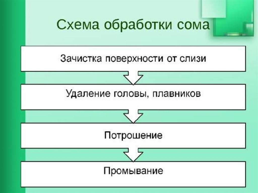 Составить технологическую схему обработки чешуйчатой рыбы для использования в целом виде ответ