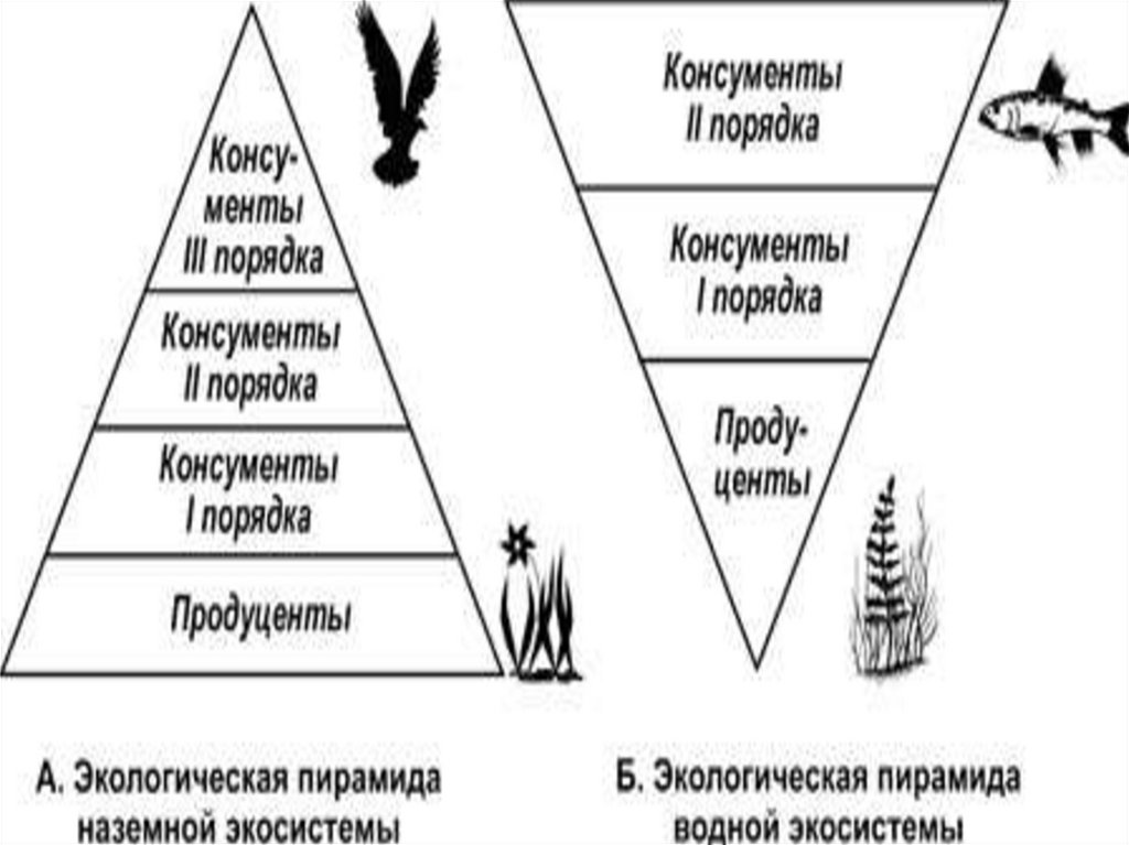 Тюлень консумент какого порядка. Экологическая пирамида консументы продуценты. Экологическая пирамида продуценты консументы редуценты. Консументы первого порядка пирамида. Экологическая пирамида редуценты.