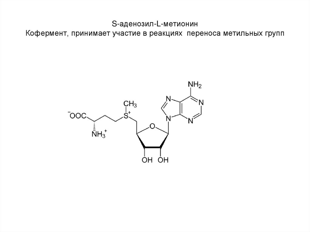 Что такое кофермент. S аденозил l метионин. Метионин реакции подлинности. Sam кофермент витамин. Коферменты переноса групп.