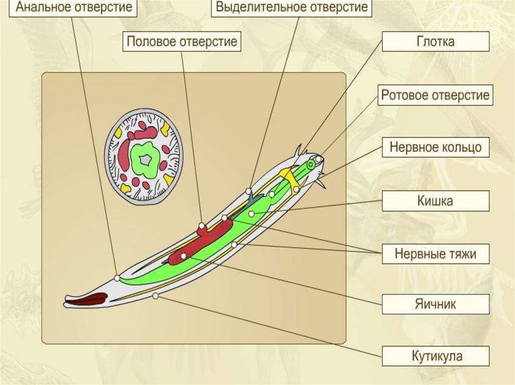 Круглые черви 7 класс биология. Строение круглого червя аскариды. Строение круглых червей 7. Круглые черви схема строения. Строение круглых червей в разрезе.