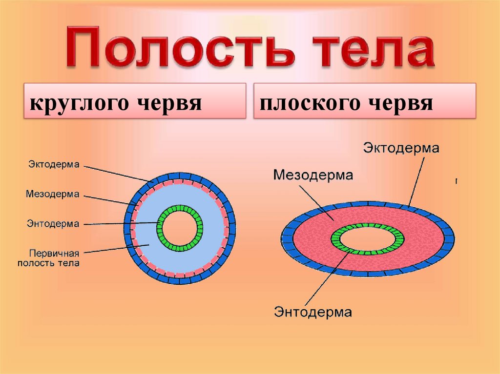 Эволюция полостей тела животных. Круглые черви первичная полость. Полость тела круглых червей смешанная да или нет.